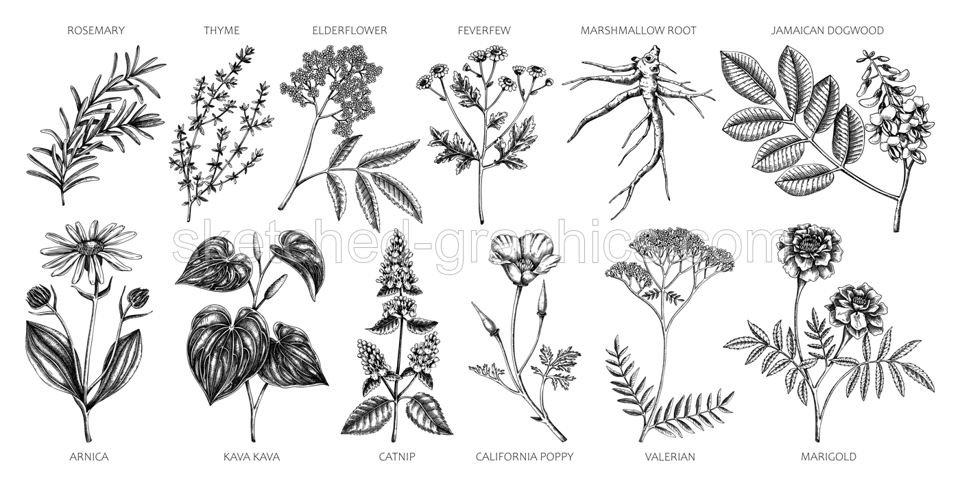 Apothecary plants collection. Medicinal herbs and healing plants sketches. Herbal remedies,natural medicine hand-drawn vector illustration. NOT AI genereted Illustration
